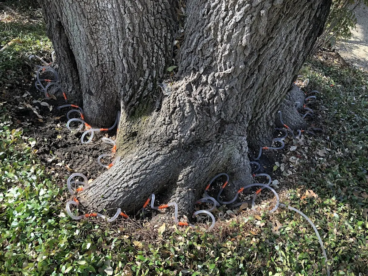 Detailed Tree Cabling and Bracing job site in Petros