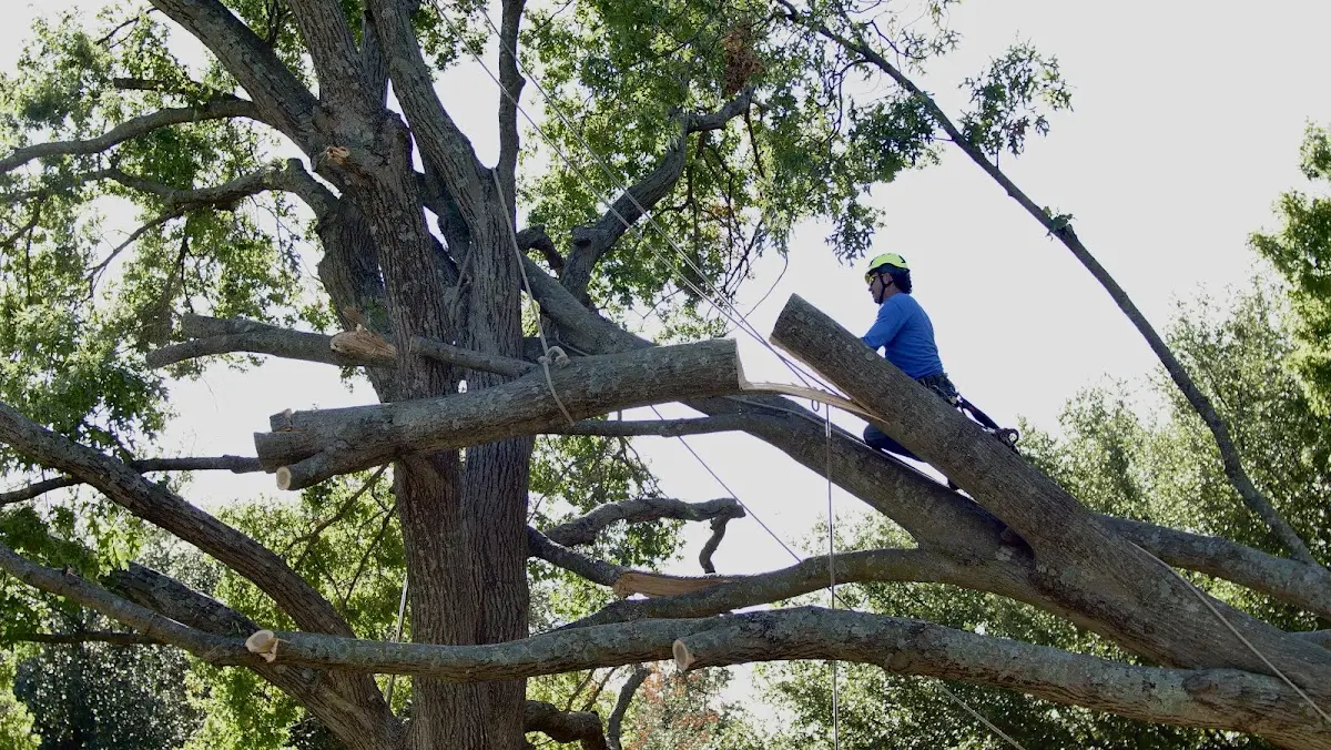 Professional Crown Thinning performed by certified arborists in Petros
