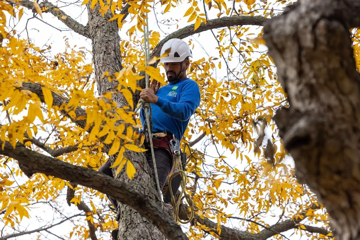 Skilled Dead Tree Removal crew working in Petros